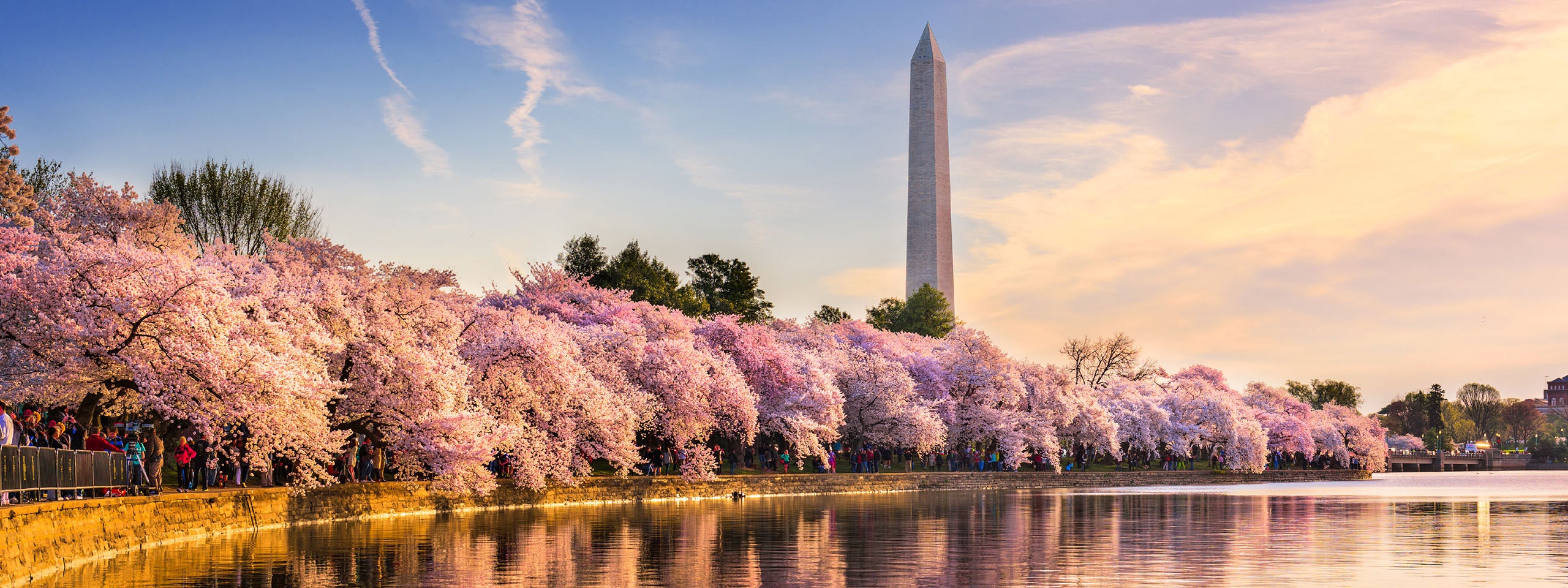 The Washington Monument stands in the background, blooming trees lining the tidal basin. 